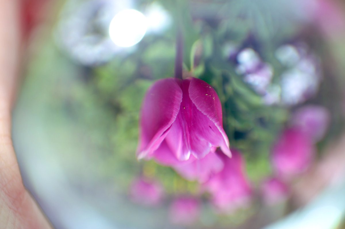 Zero58533086's tweet photo. ɢ०ᵒᒄ ʍᵒ~ʳᐢⁱᐢᵍ･*:⋆゜Twitter
おはようございます🌷.*

#今日は何の日 
#郵政記念日

嬉しいこと
楽しいこと
たくさん
あると
いいねꕤ*.ﾟ

今週も笑顔の一週間に
なりますように𓂃 𓈒𓏸❁⃘
 
We are one world🌎
We are together💙

#StayHome      
#TLを花でいっぱいにしよう https://t.co/uNBhFyhFXU