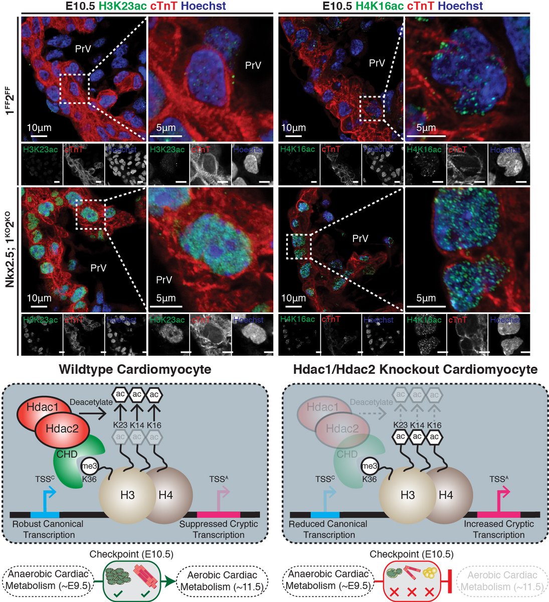 A recent study from our lab @UMassMedical @GSBS_UMassMed shows Hdac1/2 silence cryptic transcription to promote mitochondrial function and energy production in heart <a href="/ScienceAdvances/">Science Advances</a> Awesome collaboration with @chaynes329
 advances.sciencemag.org/content/6/15/e…