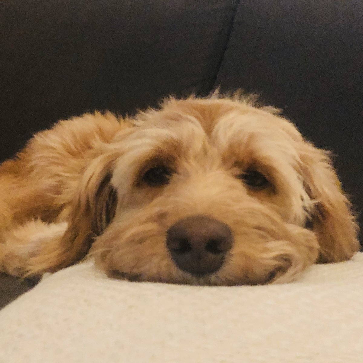 gnashers's tweet photo. @robwinters So cute!! Here’s our puppy - now two 😁 https://t.co/Twq6eYSiwt
