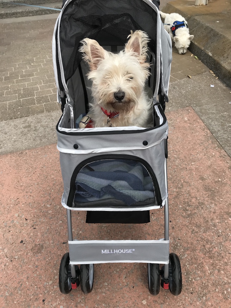 PetPresents's tweet photo. New post (A lovely day for a stroll!) has been published on Pet Presents - https://t.co/I94DNEs4PQ https://t.co/UZxNjkBS2T