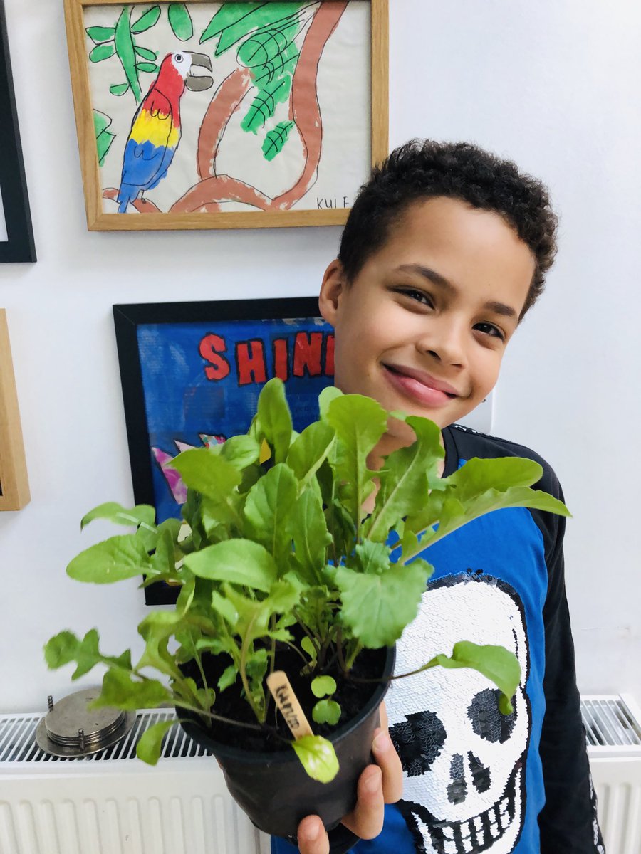 merloop's tweet image. Hi, it’s Kyle from SFP. My rocket seeds from science week have grown into a spectacular salad for my dinner tonight. ⁦#scienceweek #homelearning ⁦@SFlemingTPA⁩ #GrowYourOwnFood