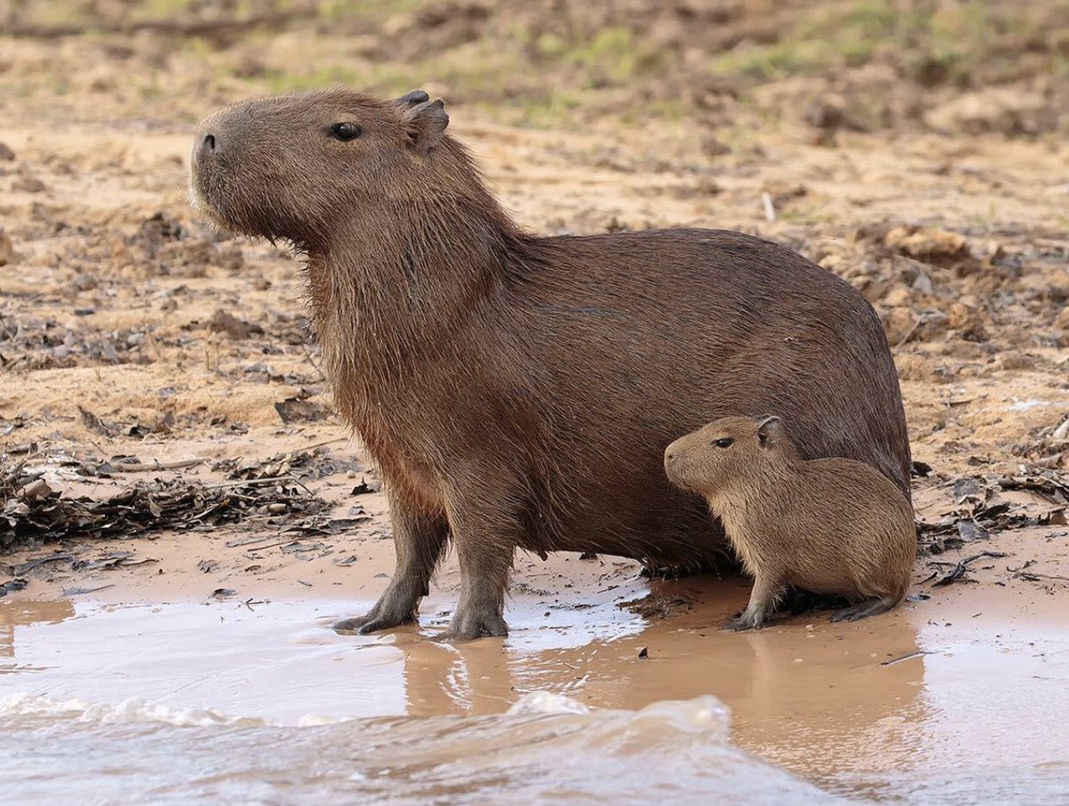 Capybara Plüsch Kissen – 17,71 Zoll (45 Cm), Niedliches Kuscheltier Aus Plüsch, Rosa Oder Braun, Als Körperkissen Oder Dekokissen