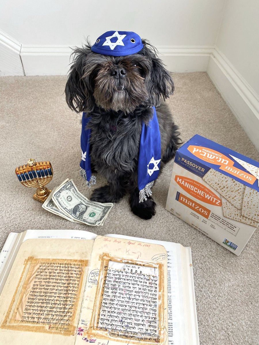 rachmeetsworld's tweet image. Today is Sophie’s 13th birthday which means she’s got to have her bark mitzvah in quarantine