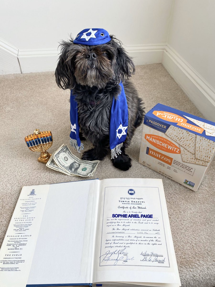 rachmeetsworld's tweet image. Today is Sophie’s 13th birthday which means she’s got to have her bark mitzvah in quarantine