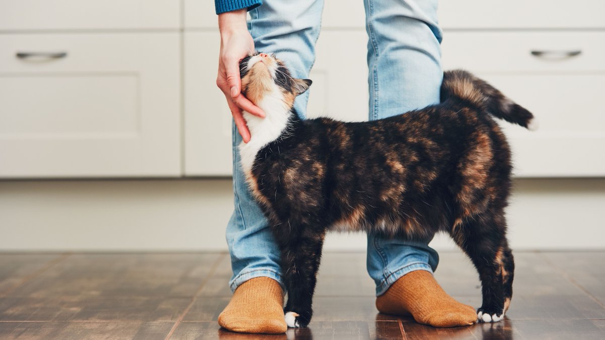 Adult cats don't meow to each other - just to humans!