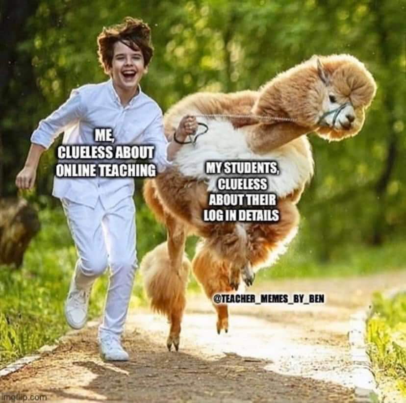 WHS_Mata's tweet photo. Ok so I'm not clueless but you know how I feel about alpacas and I responded to 100+ emails with passwords so https://t.co/WcAPqsO4oc