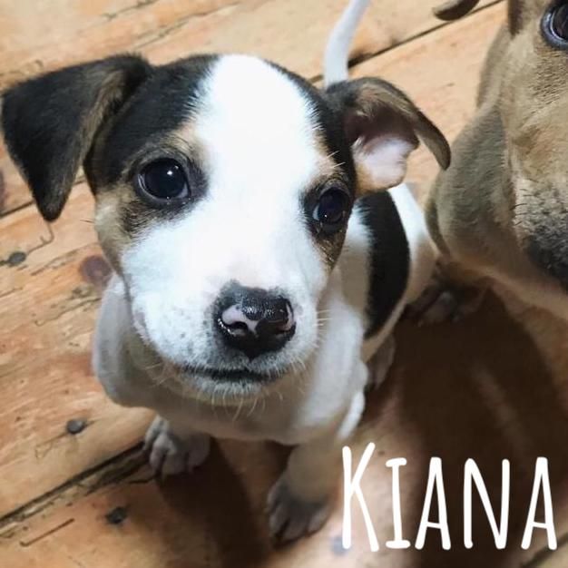 training a dog that pulls on the leash