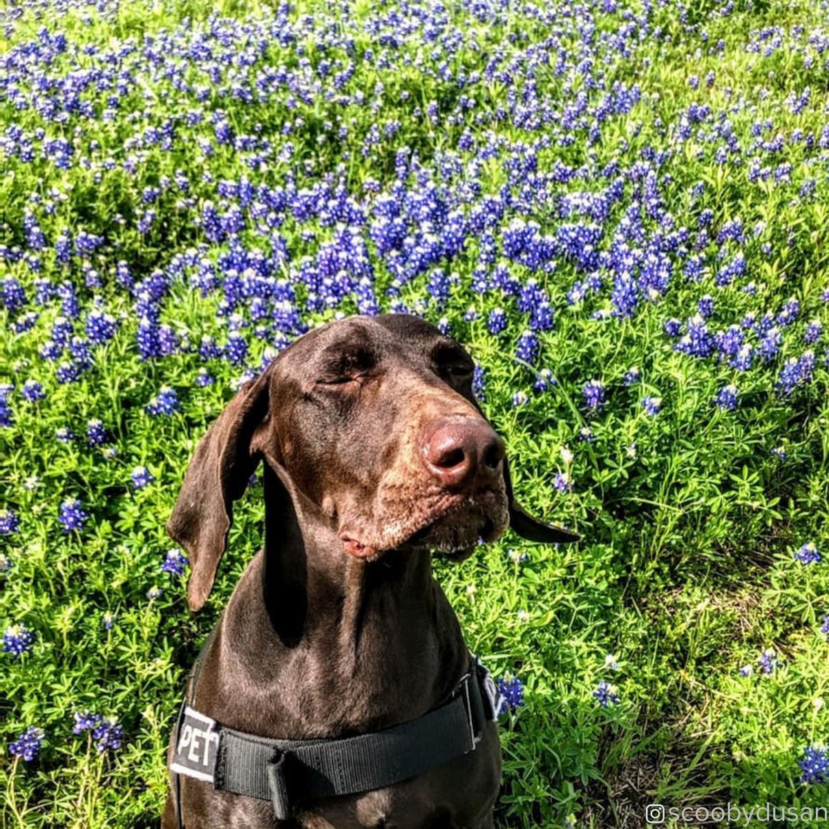 DFWAirport's tweet photo. The human says these are blue bonnets.- Scooby #TSAK9 #BackTheBlueBonnets https://t.co/F6QIMItErY