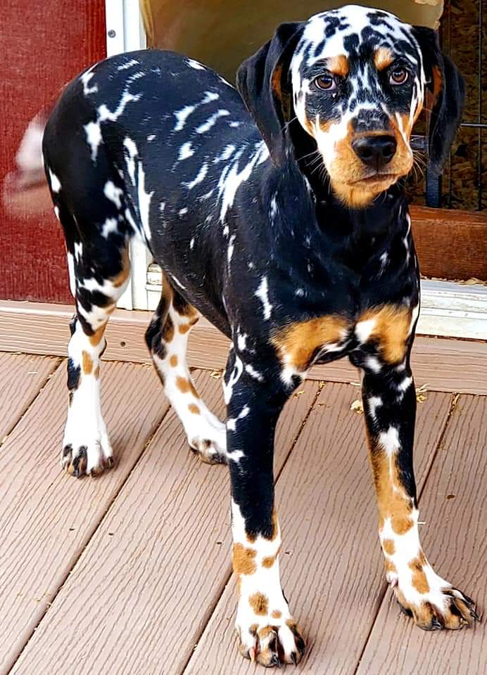 Dalmatian with heavy ticking and tricolor! (Photos not mine, just sharing cuz it's neat!)