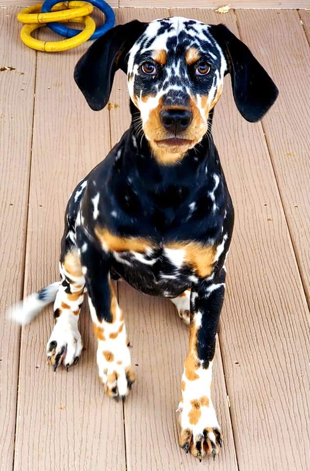 Dalmatian with heavy ticking and tricolor! (Photos not mine, just sharing cuz it's neat!)
