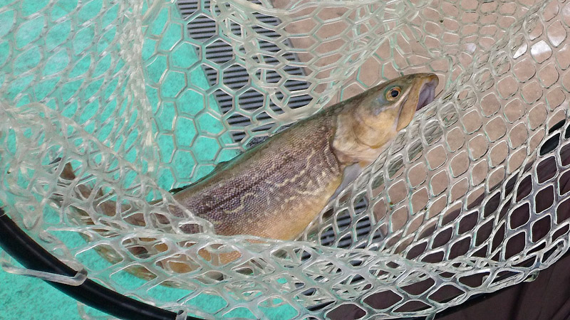 冷凍庫のお魚消費週間でアジ・太刀魚・タラ・タイガートラウトをフライにしてもらい胃もたれ中… 2月に奥様が釣ったタイガー(45cm)、揚げたらサーモンに近しいなかなかの美味しさで。…思い出した、あの日はアマゴにブラウン(50cm)まで釣られて完全敗北 