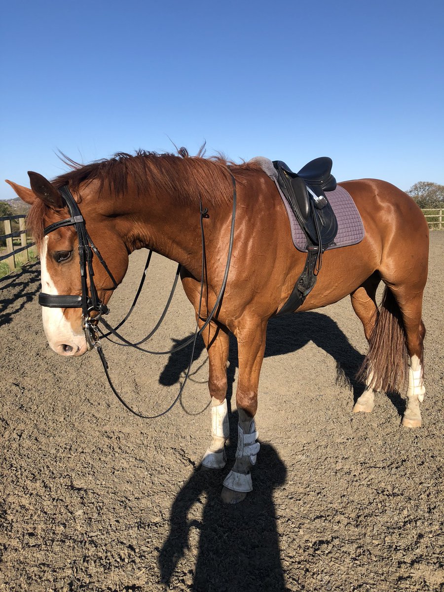 strizley7's tweet photo. Really pleased with how much condition he is putting on @saracen_horse_feeds #ReLeve #conditioning cubes @equineproductsukltd supplements #comfortgut #premiumE #flexivite https://t.co/JrJYdjhAcQ