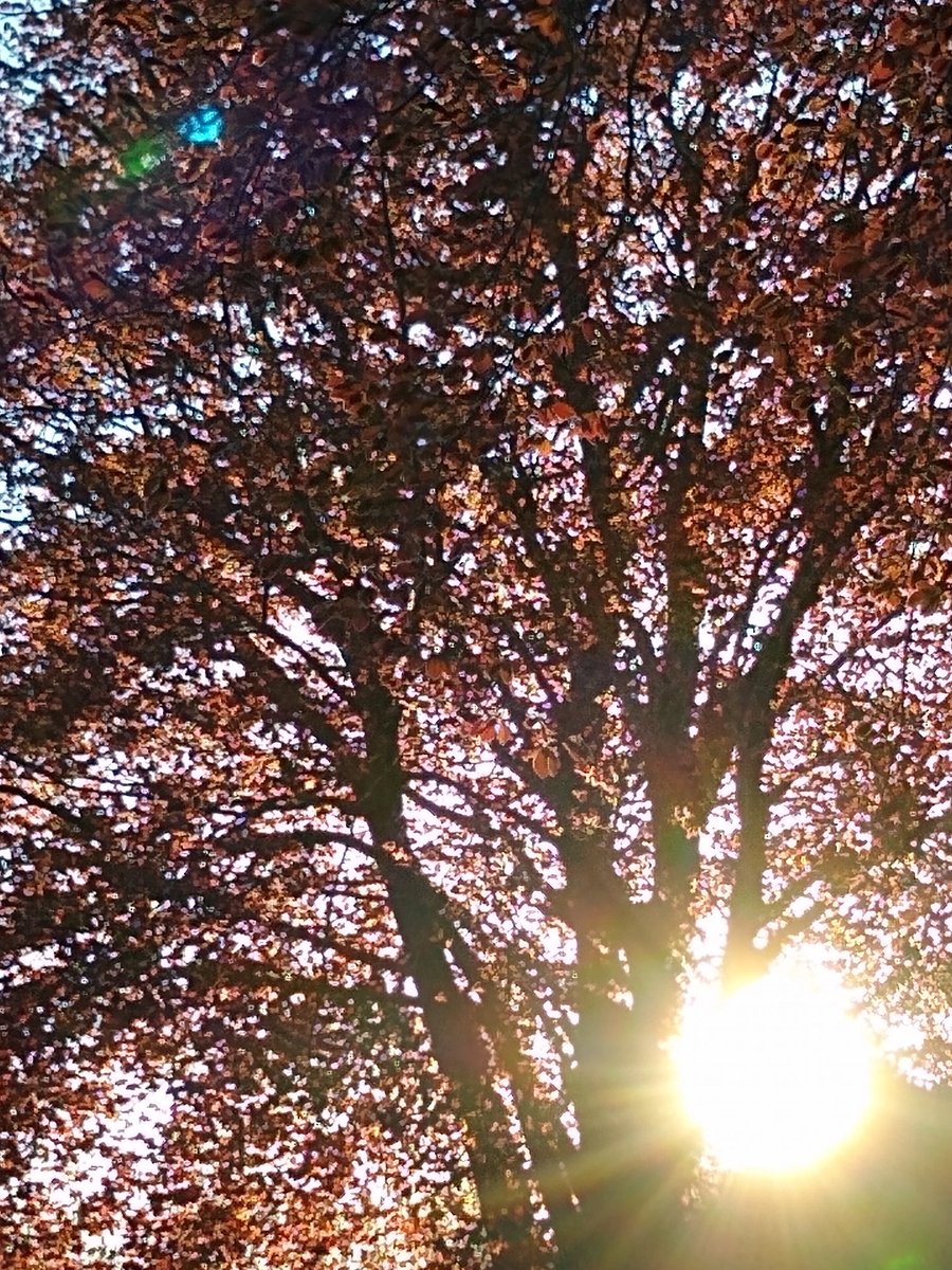 sarahbun1's tweet photo. Sunday evening, glass of beer, dinner cooking and the sun illuminating the beeches over The Crescent. Taking pleasure in the small moments @metoffice @scenesfromMK @BlackenedSunBC #loveukweather #lovetolookup #spring #sunset #hedone #luna #SundayThoughts #lookingforthebrightside https://t.co/6ZGr5ny6sX