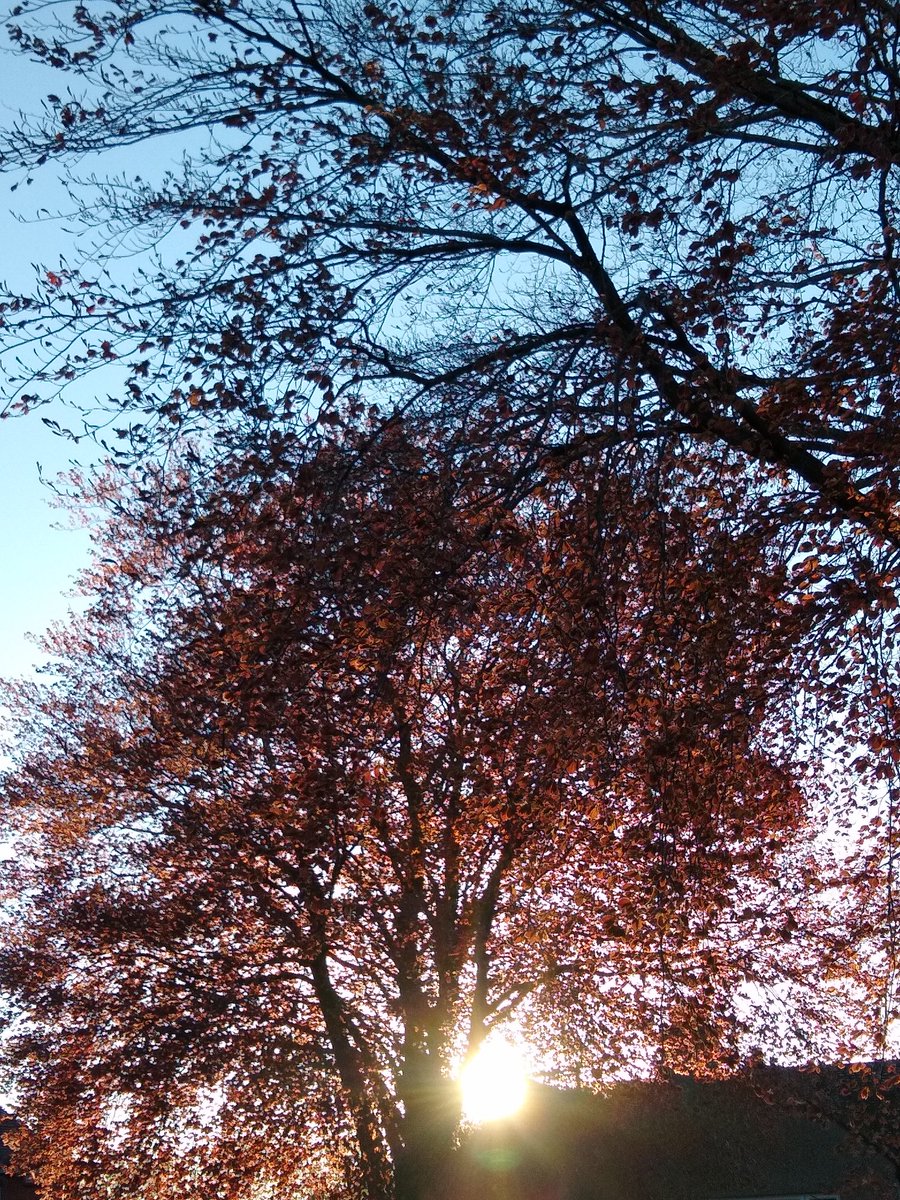sarahbun1's tweet photo. Sunday evening, glass of beer, dinner cooking and the sun illuminating the beeches over The Crescent. Taking pleasure in the small moments @metoffice @scenesfromMK @BlackenedSunBC #loveukweather #lovetolookup #spring #sunset #hedone #luna #SundayThoughts #lookingforthebrightside https://t.co/6ZGr5ny6sX