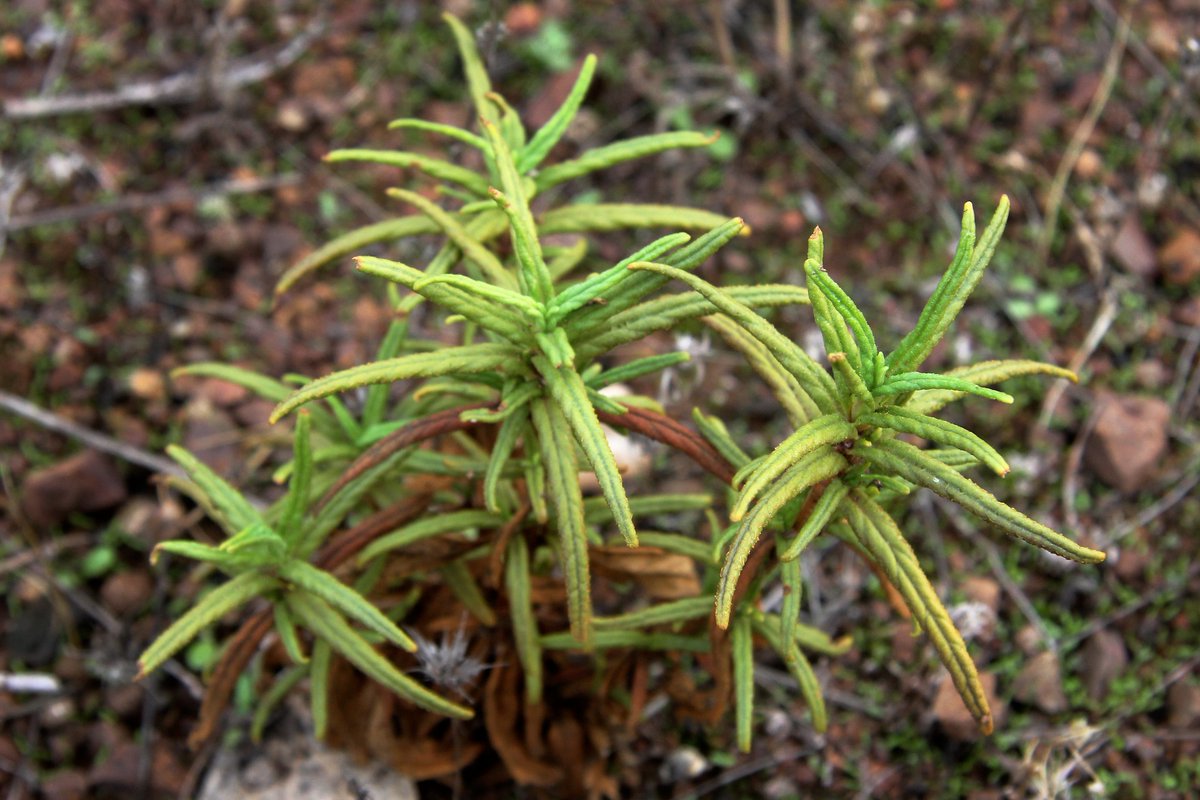 stanfordjrbp's tweet photo. Day 35 of #JRBPVirtualTour! #Diplacus #aurantiacus, the #stickymonkeyflower, is a #flowering plant that grows in a #subshrub form, native to southwestern #NorthAmerica, through most of #California. In the #lopseed family, #Phrymaceae. Formerly known as #Mimulus aurantiacus. https://t.co/UPKmSBURKW