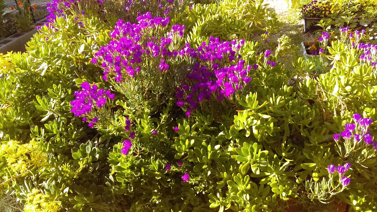FairOaksES's tweet photo. Fair Oaks Garden continues to bloom in isolation. We will have a nice fava bean crop when we get back! https://t.co/zZpkYWT1Gi