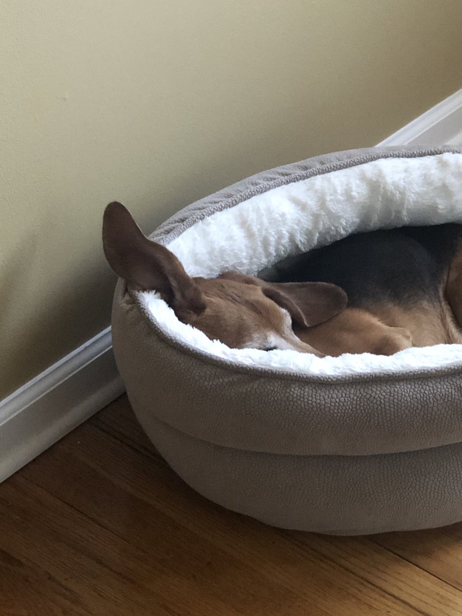 SmithKayla52113's tweet photo. 1. Great vegan and healthy snack for you all to try 🙂 2. My dog Bailey’s ear defying all laws of physica #dumbodog #RUPassion https://t.co/BxWxQbDuOB