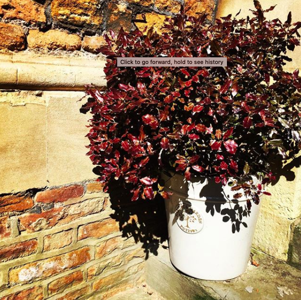 secretgardenweb's tweet photo. #heritagegardenpottery 🌿
Such beautiful #terracottapots 💕
#pittosporumtomthumb #pittosporum #plantersofinstagram #potsofinstagram #containerplants #gardendesign #lovepots https://t.co/xv8t7A1JaG