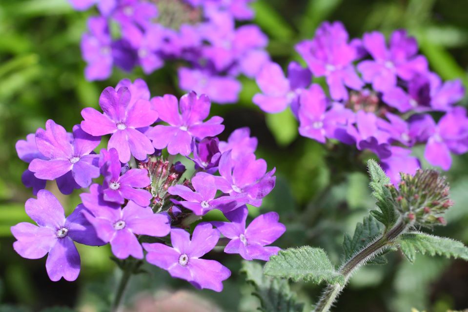 GSLawnCareUK's tweet photo. Close up of verbena 💜

#flowers #flowerphotography #spring #springtime #garden #gardening https://t.co/HAZE1IhkXq