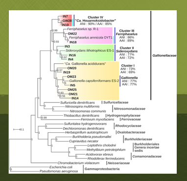 FEMSmicro's tweet photo. Bethencourt et al. analyzed the #genomes of #Gallionellaceae living in the groundwater of a fractured #aquifer and suggest a #niche partitioning linked to the physical nature of the #oxic-anoxic interface.
#FEMSJournals
https://t.co/zR3fWZfPXB https://t.co/wRavq7L67m