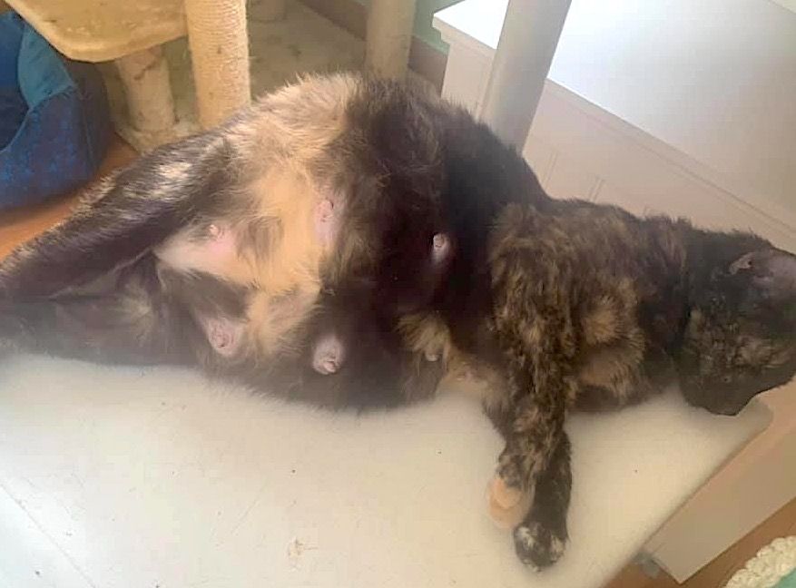 AOHAnimalRescue's tweet photo. This is Miss Casey. She joined Angel of Hope with her litter of kittens and we quickly discovered she was expecting again. She just went into labor! How many babies do you think she will have? Let us know your guess in the comments below! #AOHRescue #SpringKittens #KittenCam https://t.co/Jyz7weu4NR