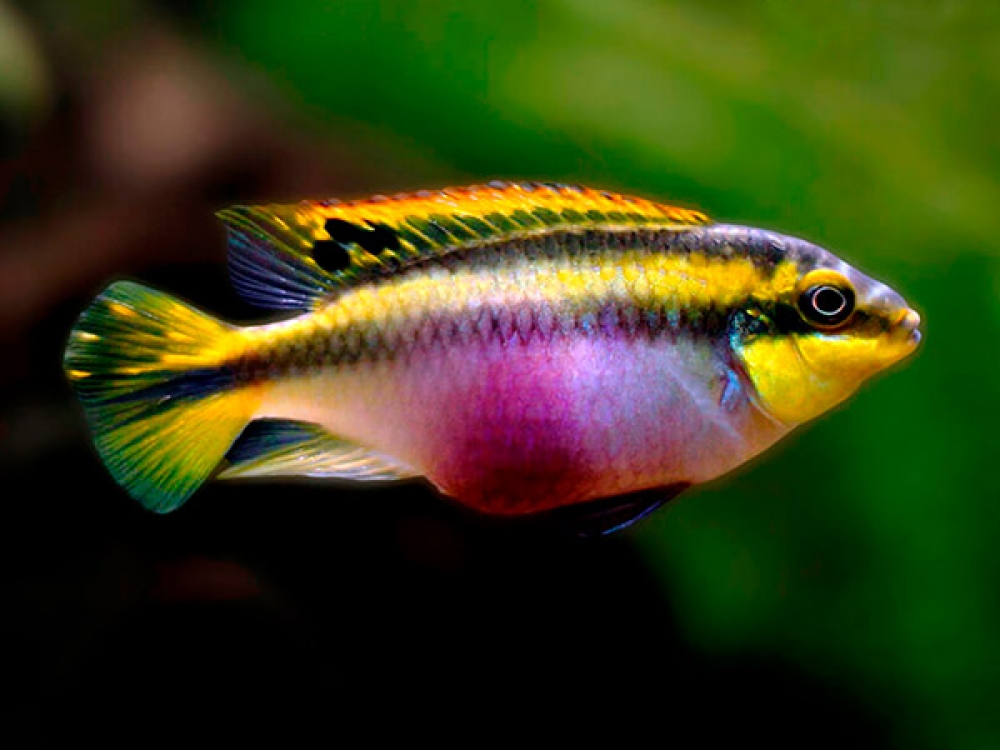 пельвикахромис пульхер. рыбка попугайчик пельвикахромис. Red parrot cichlid. цихлиды попугайчики. пельвикахромис пульхер попугайчик.