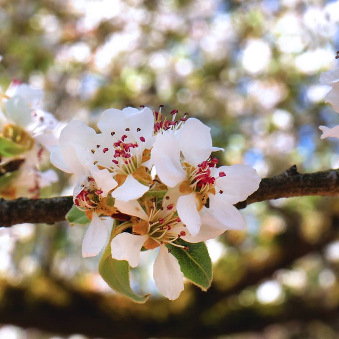 Der Fr&uuml;hling ist endlich da und was das hei&szlig;t, wissen wir alle : OUTDOOR SHOOTING!!! Bald gibt es auch<a href="/tag/cherryblossom"class="tags"><span>#cherryblossom</span></a><a href="/tag/fotografie"class="tags"><span>#fotografie</span></a><a href="/tag/blumen"class="tags"><span>#blumen</span></a><a href="/tag/naturfoto"class="tags"><span>#naturfoto</span></a>