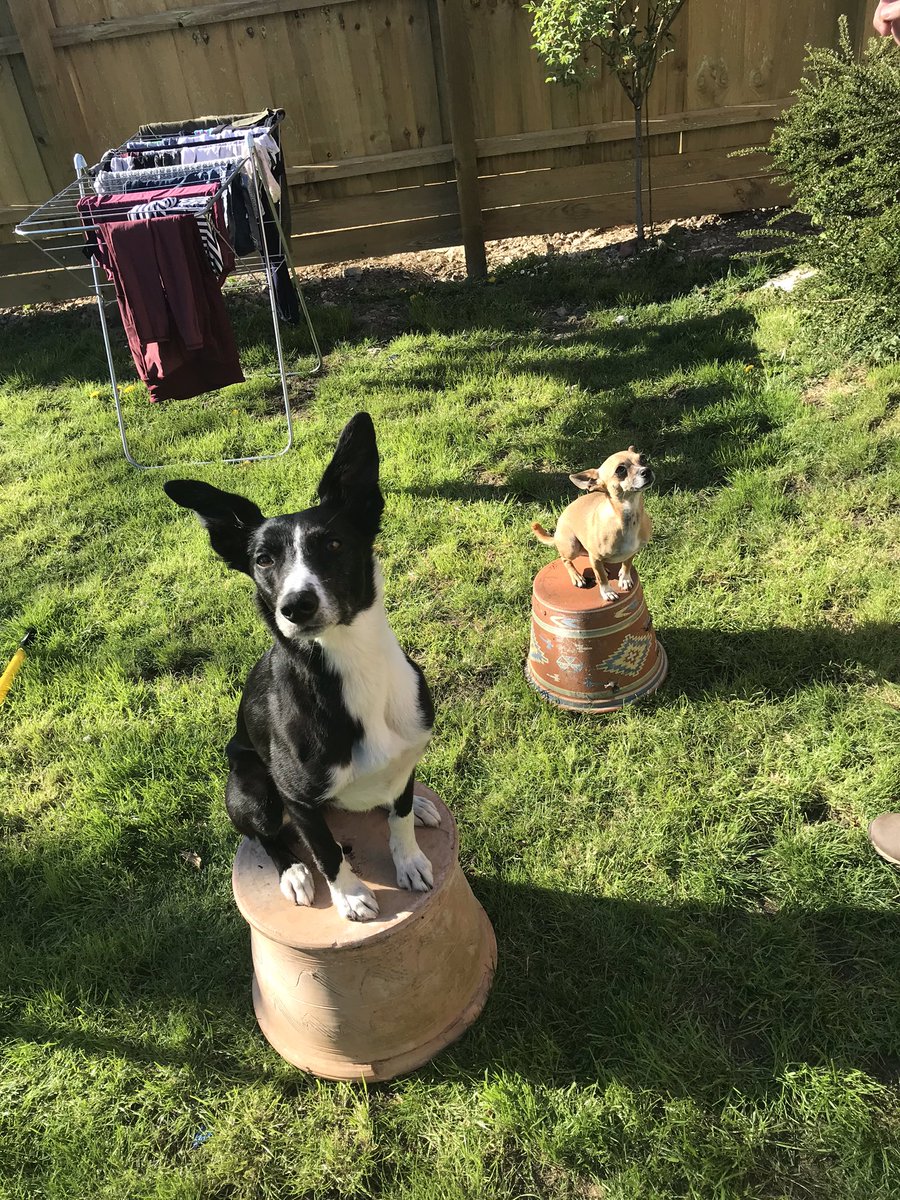 abanarner's tweet photo. Lockdown cabin fever. Teaching your dogs to pose on pots #Comms4Cons https://t.co/8QNyqlWs8w