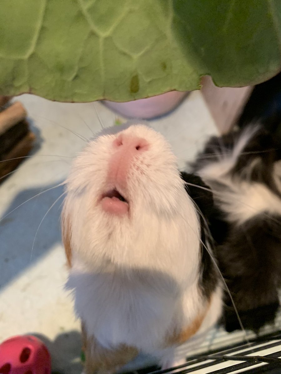 Lil_Piglets's tweet photo. I think someone’s happy for some fresh greens 🐽💕🥬 #GuineaPigs https://t.co/JbxdbHH3EC