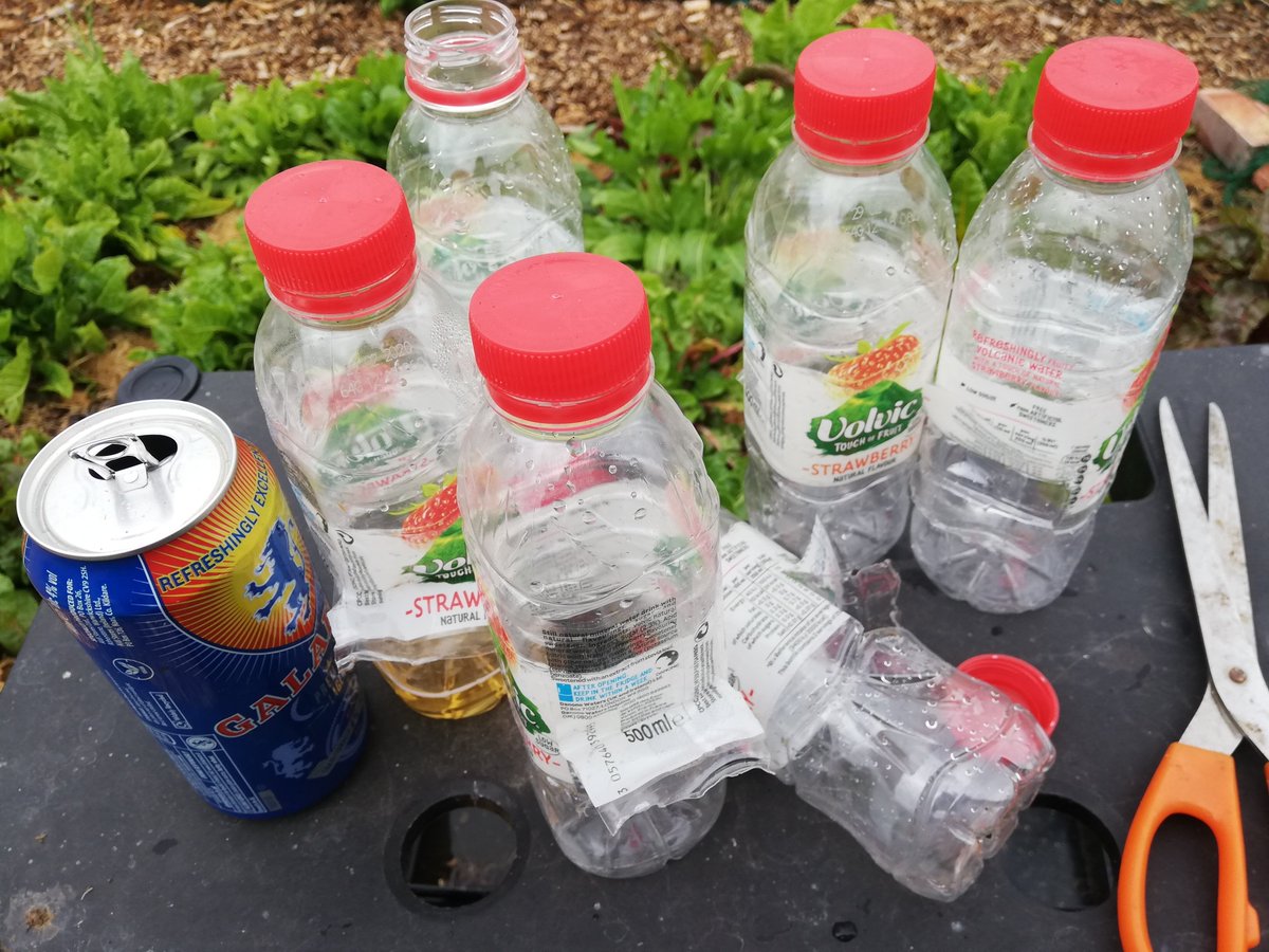 MashiriAletheia's tweet photo. Slugs were out aplenty after that bit of rain which gave me a chance to test our beer slug traps. They work fine... Have made more. 🍻 #RonsPlot #community #allotment #garden #Hitchin https://t.co/vLR7YqhcXJ