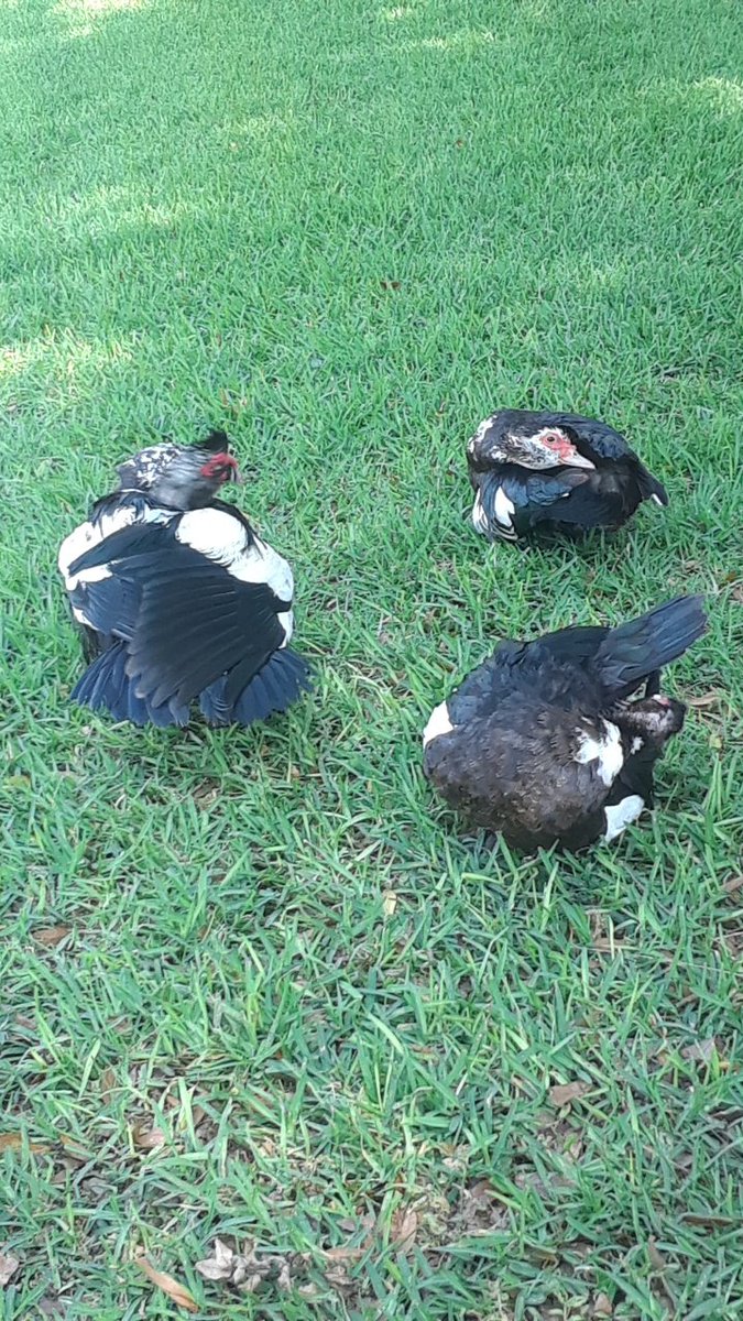 LandonTice's tweet image. My friends and I are about do to a hand review session? 

Who wants in these guys crush