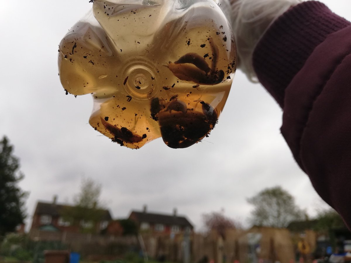 MashiriAletheia's tweet photo. Slugs were out aplenty after that bit of rain which gave me a chance to test our beer slug traps. They work fine... Have made more. 🍻 #RonsPlot #community #allotment #garden #Hitchin https://t.co/vLR7YqhcXJ