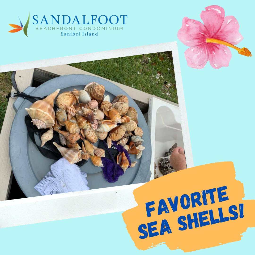Today's favorite Seashell moment is brought to you by: Melissa Mowry! Thanks for sharing, we appreciate it! sandalfootcondo.com