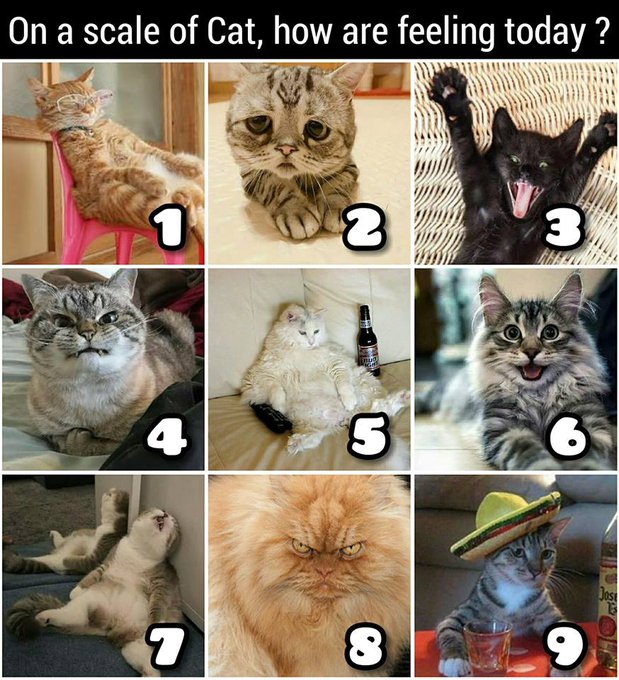 taxtweet's tweet photo. I at 3. How about you? #scaleofcat #mood https://t.co/CVUNcn5hLM
