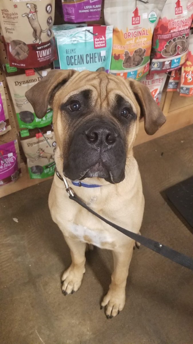 petplanetMPA's tweet photo. Charlie says 👋🏼!! How is your Sunday going?! 🐶 
#petplanetahwatukee #shoplocal #weloveourcustomers https://t.co/xSmqPSXMtx