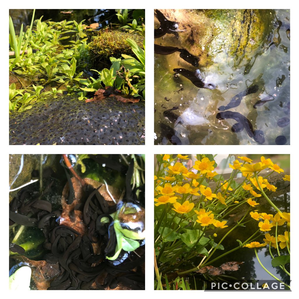 suzi1302's tweet photo. Ava’s wildlife pictures.                 Pond wildlife 1st week at home. frog spawn- tadpoles. 🐸 
@Sedbergh_Prep
#sedberghathome #wenningcsps https://t.co/Ba7toydobm