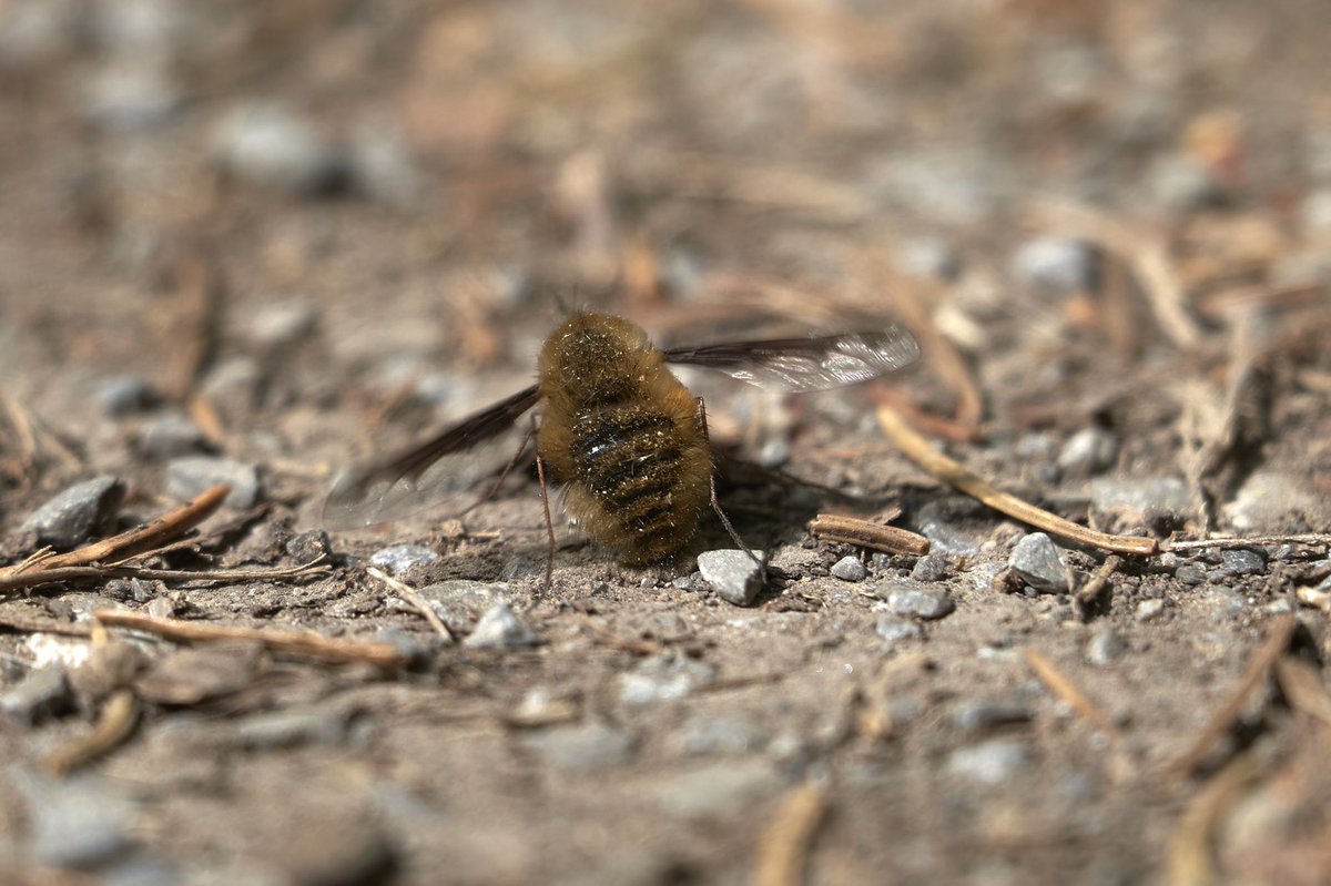 KaptistoDeLumo's tweet photo. Mein erster Wollschweber. Leider hab ich ihn nur von hinten erwischt, aber ich werd es weiter versuchen! #wollschweber #wald #fruehling #inlovewithphotography #sonya7iii #sonyaddicted https://t.co/LKAehYytiI