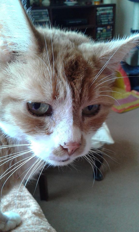 MishaMischief's tweet photo. #TheAviators In memory of sweet Barney (of B2 fame). Fly high sweet boy. *Wipes eyes with tail* https://t.co/n6BJmIj4Ee