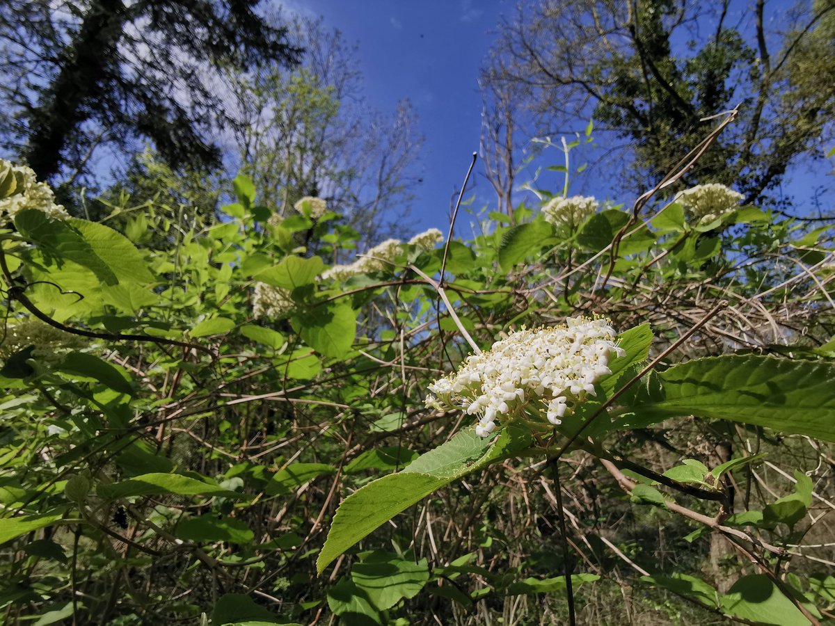 tomwardplz's tweet photo. #Viburnum lantana / Wayfaring-tree - Another newun to me, directly across the way from C. laevigata, Acer campestre, underpinned w Primula veris in calcareous oak/ash #woodland. #AWI #lowlandwoods #ukbotany #caprifoliaceae #wildflowerhour #wildflowers #bsbi https://t.co/RJytVQxELd