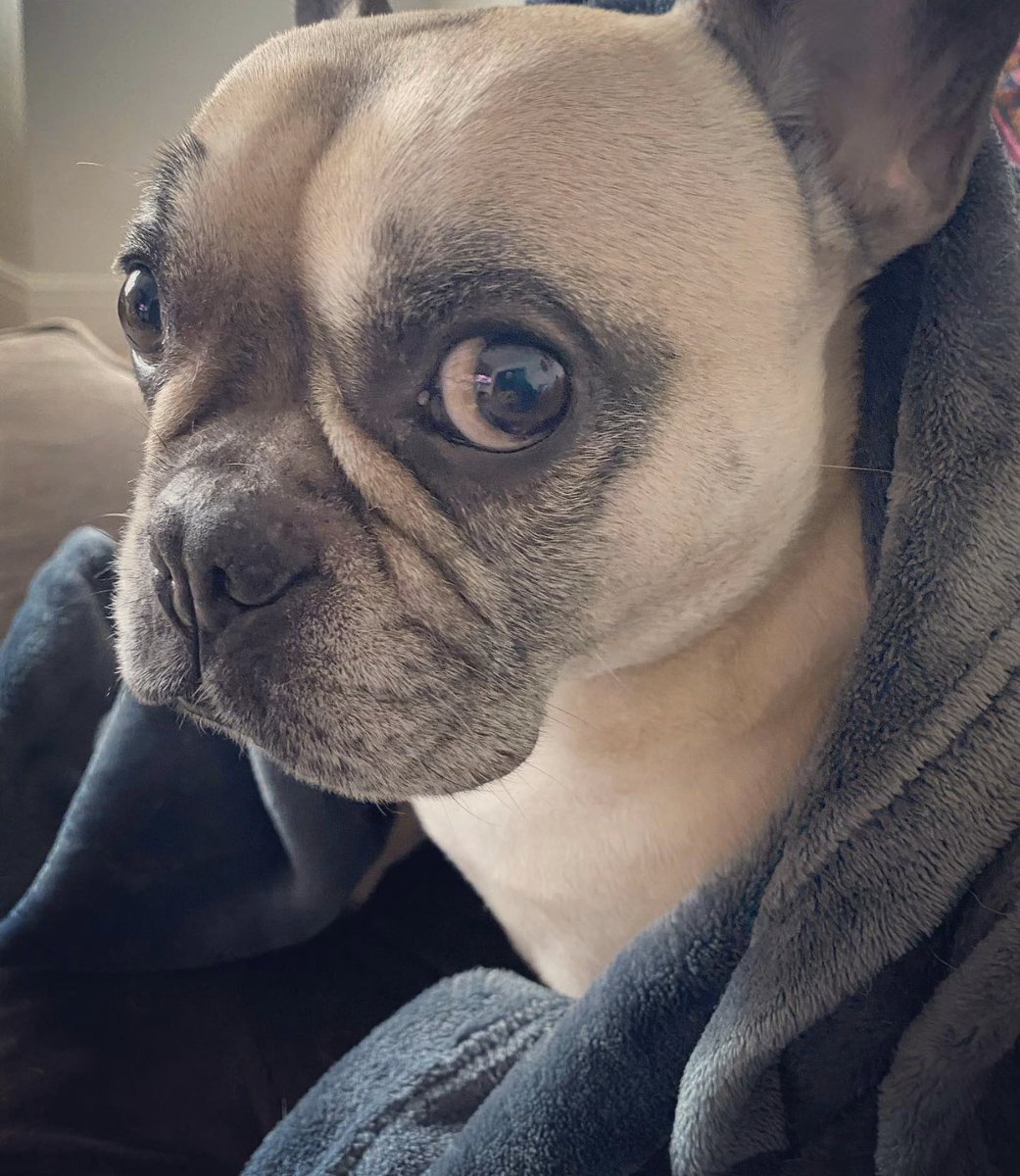 Presley’s making something 4 charity he can’t wait to share with u. Coming soon! #theadventuresofpresleyandbella <a href="/PresandBell/">The Adventures of Presley and Bella</a> <a href="/NHSTogetherUK/">NHS Together</a>