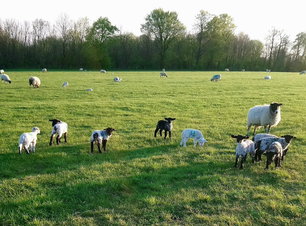 MathewHomewood's tweet photo. Lambs out in force already. This sheep appeared to be looking after NINE of them along Plumpton Plain this evening! https://t.co/FbjmhEtHwt