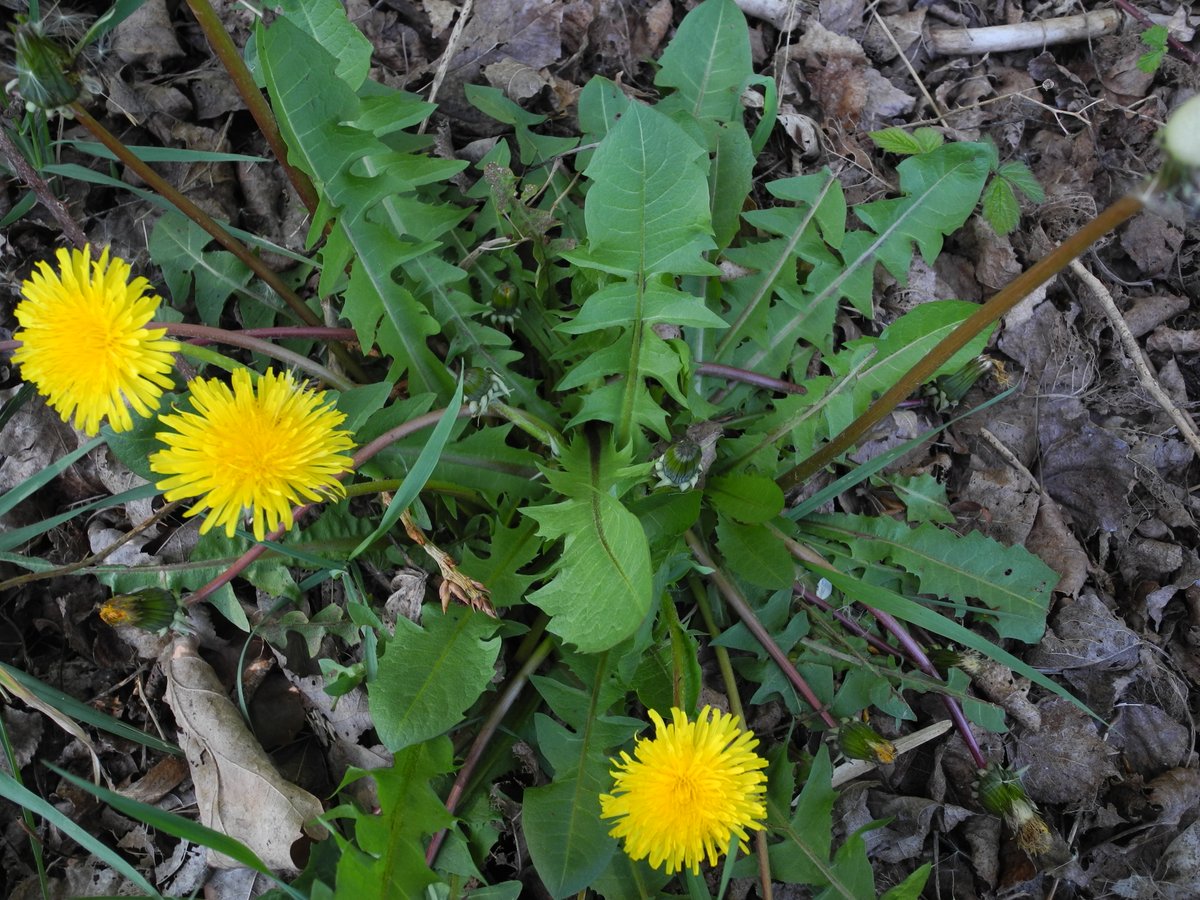 MerielGJones's tweet photo. #wildflowerhour #dandelionfest Here's a nice dandelion! Relishing being left alone by the council - escaped #herbicide and #TheMower! #Wirral @wildflower_hour https://t.co/vi6WLPOo1E