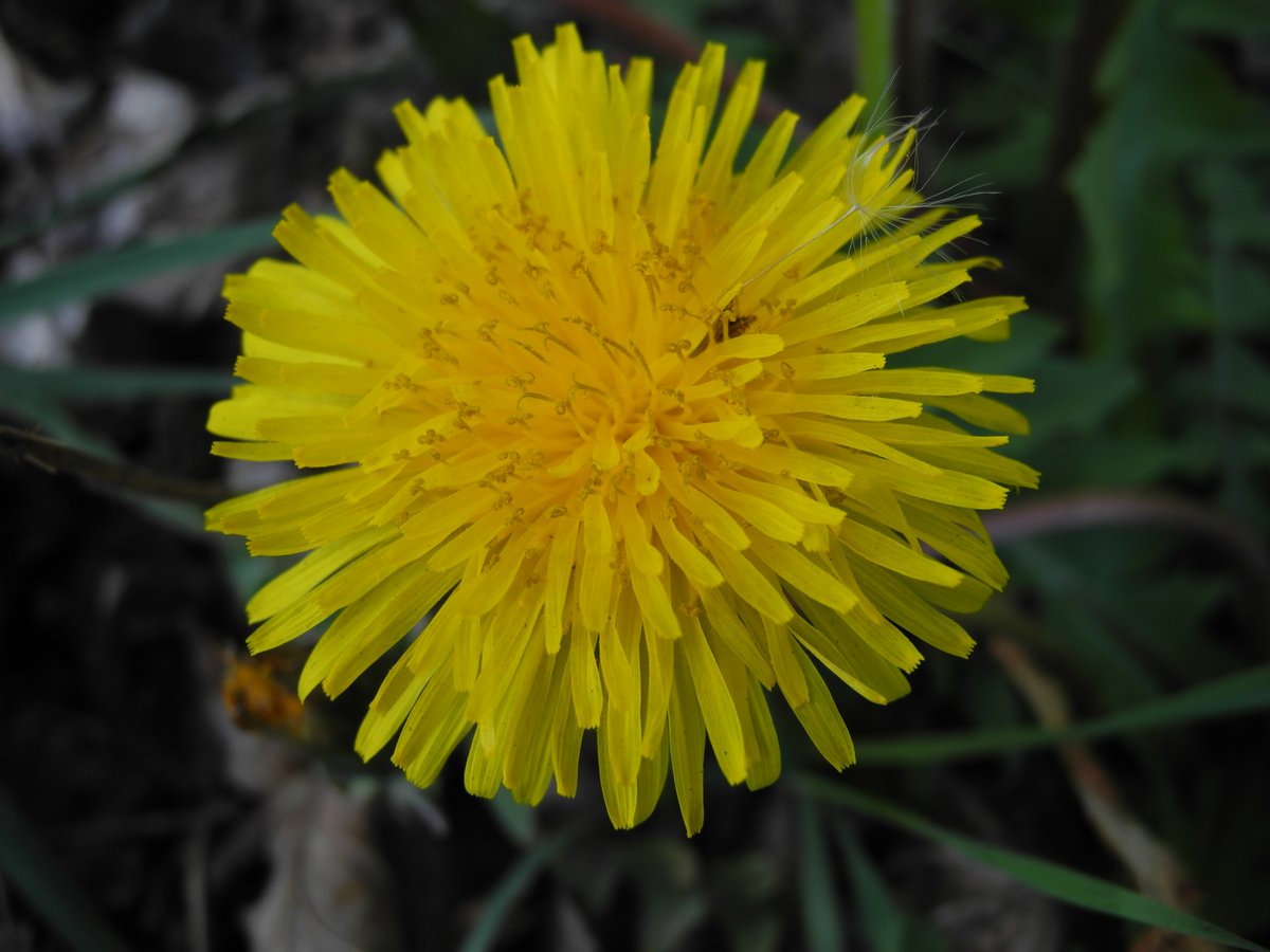 MerielGJones's tweet photo. #wildflowerhour #dandelionfest Here's a nice dandelion! Relishing being left alone by the council - escaped #herbicide and #TheMower! #Wirral @wildflower_hour https://t.co/vi6WLPOo1E