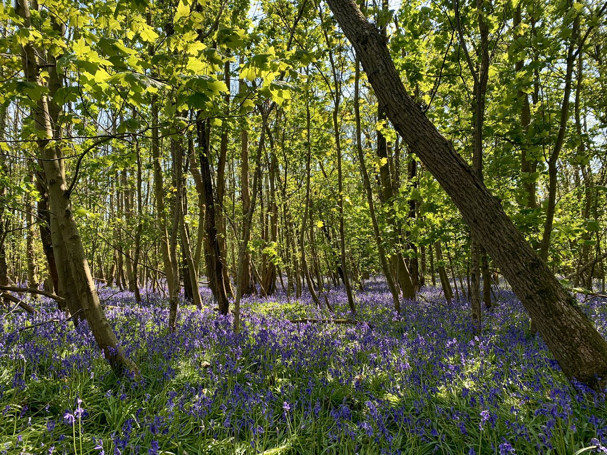 GEnglandEcology's tweet photo. Grateful that I can walk to such a beautiful ancient woodland full of bluebells, my favourite flower 💜 the lesser celandine are still looking lovely too 🌼 #bluebells #wildflowerhour #naturelover #DailyExercise https://t.co/VbpTBgkvl2
