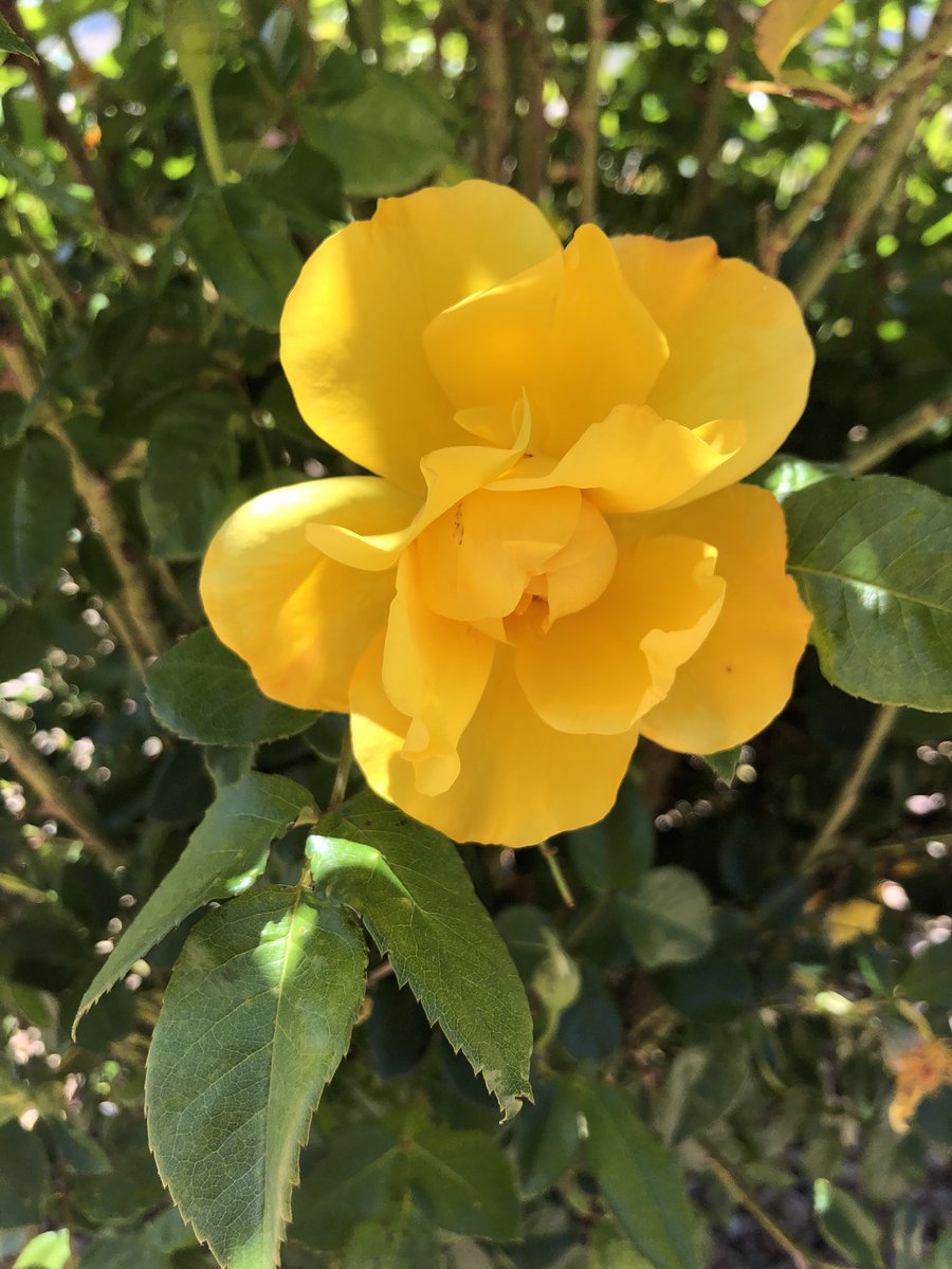 CarreWhite's tweet photo. Blooming in the garden. 🌼🌝🌼#sundayvibes #StayHome #nature https://t.co/Ez9xLgnKrD