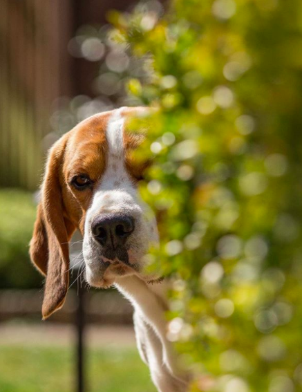 forbabs4pets's tweet photo. Who wants to play a game of hide-and-go-seek 🐶 Ready or not, here I come! Happy Sunday!! https://t.co/hctFIC0b3D