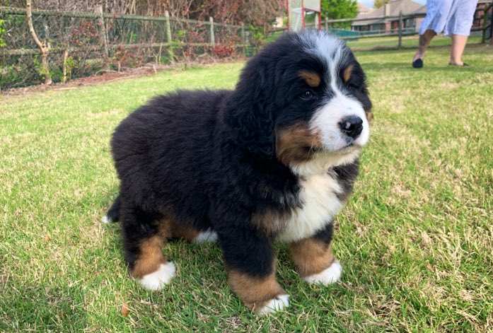 Everyone meet Max