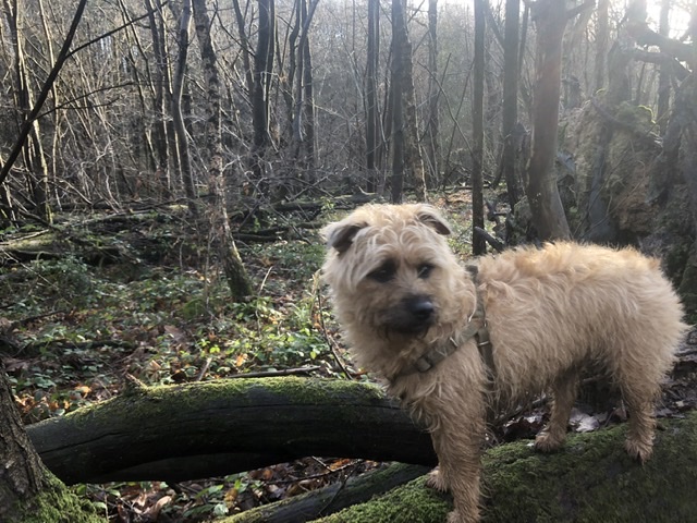 #missingdog #IZZYTheCairnTerrier

           **🐶🐶A BIG THANK YOU 🐶🐶**
   TO EVERYONE WHO IS HELPING US FIND IZZY

PLEASE SHARE RT/FB #STOLEN #Burwash #EastSussex 18/03 10pm CASH Finders Fee or Charity Donation thanks Nick 07910301436 #LucysLaw #FernsLaw #PetTheftAwareness