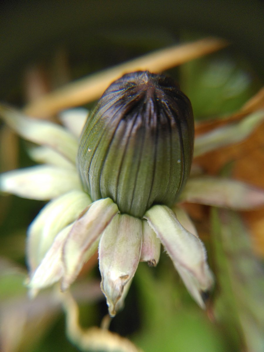 Matt_J_ecology's tweet photo. #Wildflowerhour #dandelionfest
I got T. Pseudohamatum for this but not confident. Struggling with the exterior bracts bordering part of the key for section Hamata. Almost all I can find have varying pinkish tinges to the exterior bracts, not sure if borders? @BrambleBotanist https://t.co/YsGBIq1Ejm