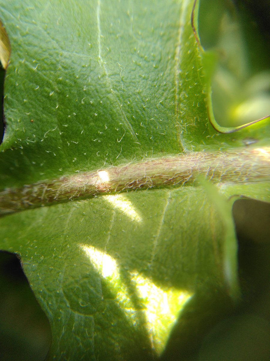 Matt_J_ecology's tweet photo. #Wildflowerhour #dandelionfest
I got T. Pseudohamatum for this but not confident. Struggling with the exterior bracts bordering part of the key for section Hamata. Almost all I can find have varying pinkish tinges to the exterior bracts, not sure if borders? @BrambleBotanist https://t.co/YsGBIq1Ejm